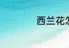 西兰花怎样保持绿色