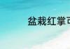 盆栽红掌可以活多长时间