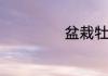 盆栽牡丹如何过冬