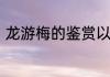 龙游梅的鉴赏以及栽培养护分别解说