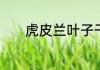虎皮兰叶子干瘪变软如何处理