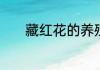 藏红花的养殖方法及注意事项