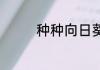 种种向日葵就无敌了 兜想