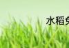 水稻免耕栽培法
