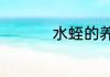 水蛭的养殖方法和技术