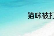 猫咪被打出屎严重吗