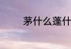 茅什么蓬什么的词语有哪些