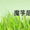 魔芋是什么魔芋是什么做的