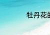 牡丹花的花语是什么