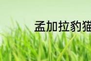 孟加拉豹猫属于什么档次