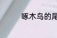 啄木鸟的尾巴有什么作用