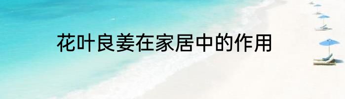 花叶良姜在家居中的作用