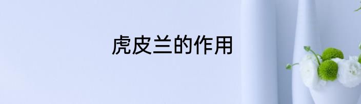 虎皮兰的作用