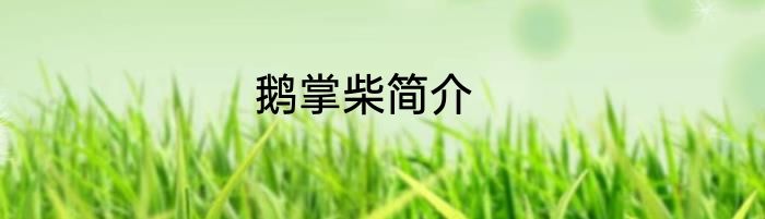 鹅掌柴简介