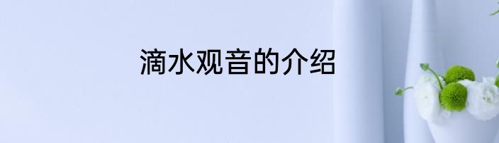 滴水观音的介绍