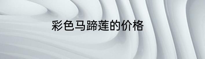 彩色马蹄莲的价格