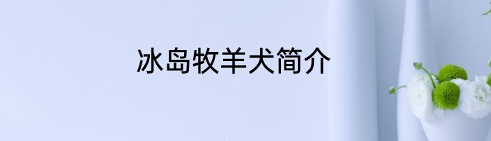 冰岛牧羊犬简介