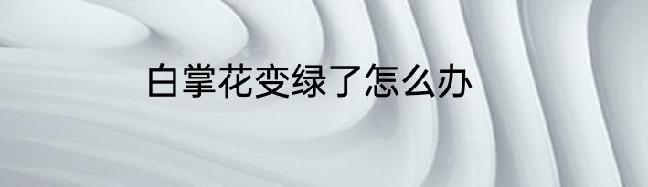 白掌花变绿了怎么办