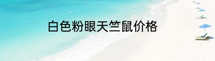 白色粉眼天竺鼠价格