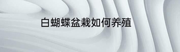 白蝴蝶盆栽如何养殖