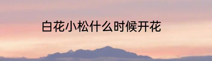 白花小松什么时候开花