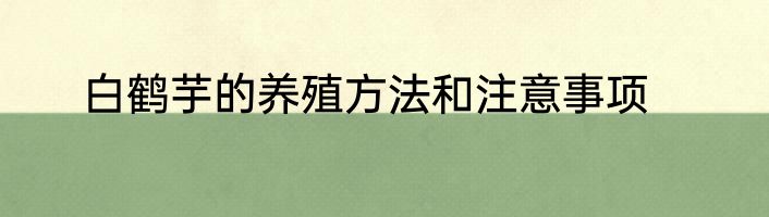 白鹤芋的养殖方法和注意事项