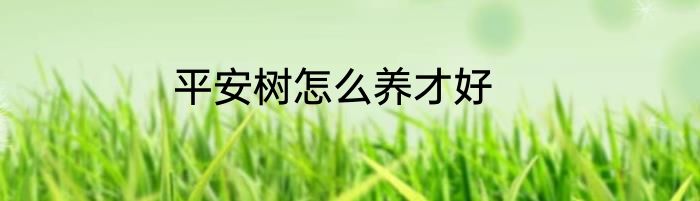 平安树怎么养才好