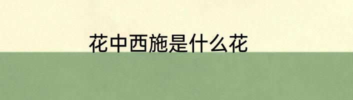 花中西施是什么花
