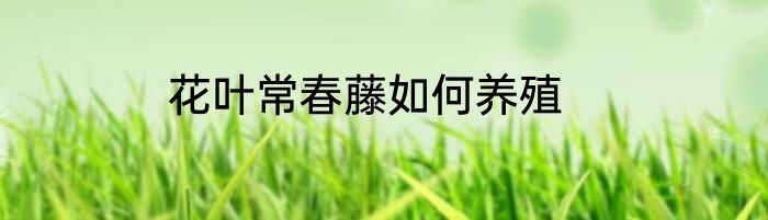 花叶常春藤如何养殖