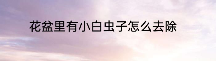 花盆里有小白虫子怎么去除