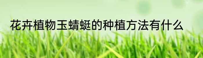 花卉植物玉蜻蜓的种植方法有什么