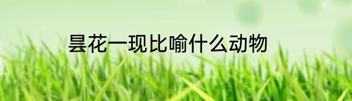 昙花一现比喻什么动物