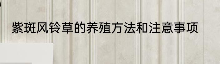 紫斑风铃草的养殖方法和注意事项
