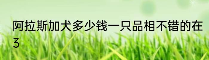 阿拉斯加犬多少钱一只品相不错的在3