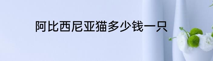 阿比西尼亚猫多少钱一只