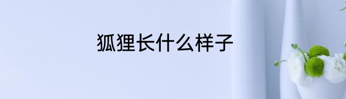 狐狸长什么样子