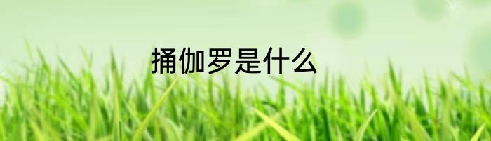 捅伽罗是什么