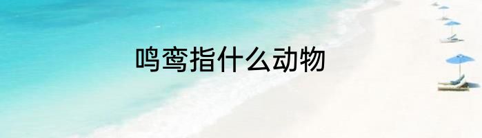 鸣鸾指什么动物