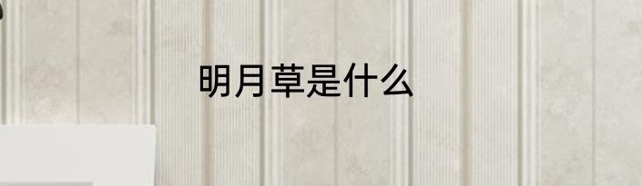 明月草是什么