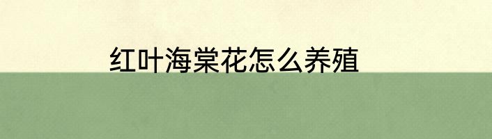 红叶海棠花怎么养殖