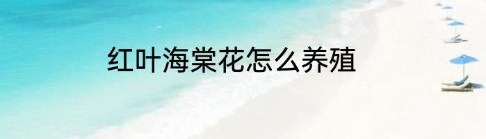 红叶海棠花怎么养殖