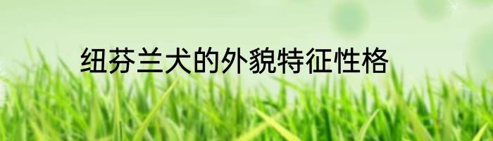 纽芬兰犬的外貌特征性格