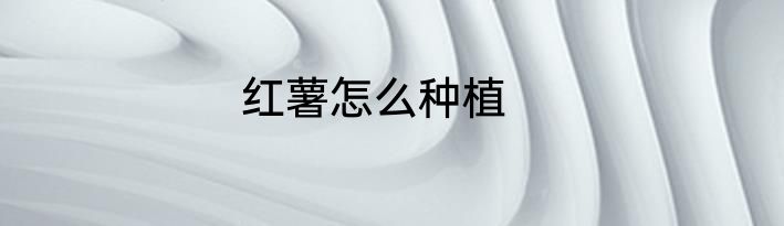 红薯怎么种植