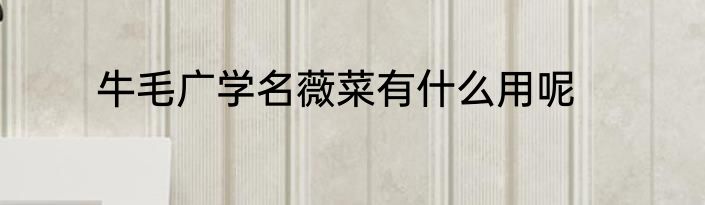 牛毛广学名薇菜有什么用呢