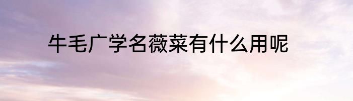 牛毛广学名薇菜有什么用呢