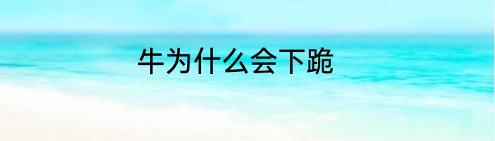 牛为什么会下跪
