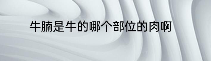 牛腩是牛的哪个部位的肉啊