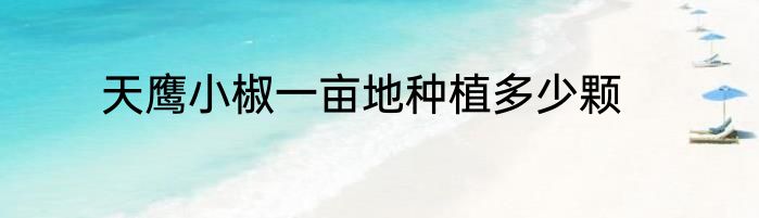 天鹰小椒一亩地种植多少颗
