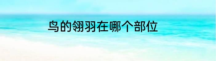 鸟的翎羽在哪个部位
