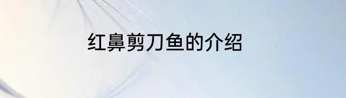 红鼻剪刀鱼的介绍